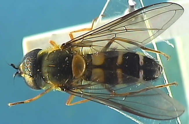 Leucozona glaucius